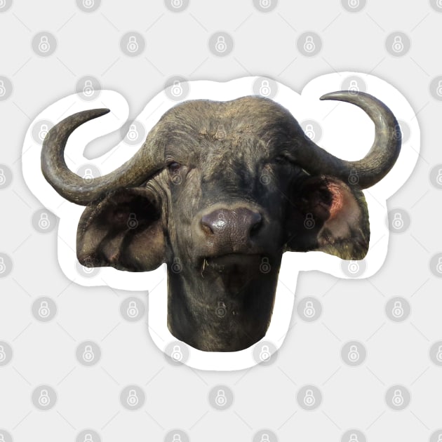 Water Buffalo Ox Portrait Sticker by ellenhenryart